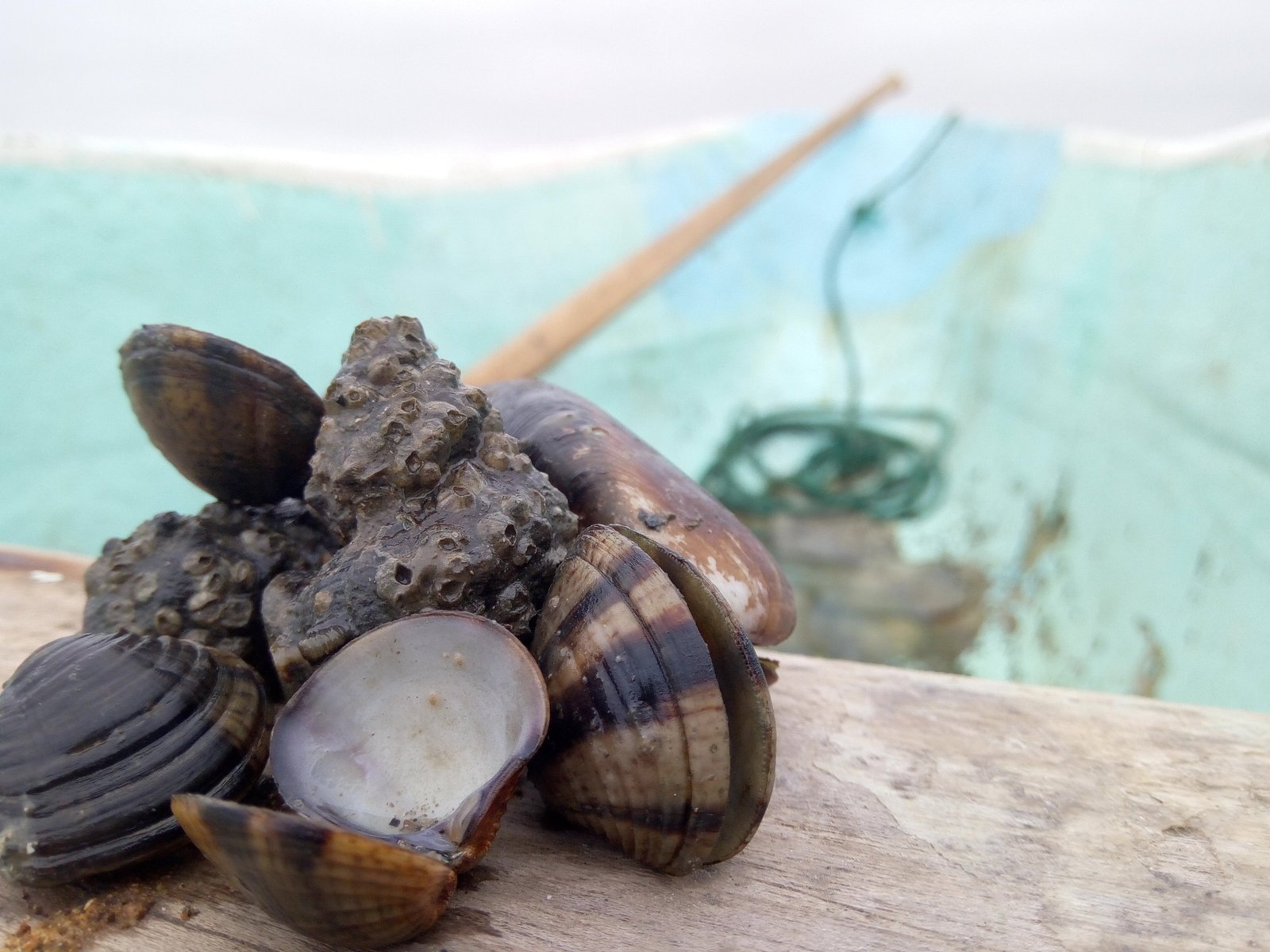 Estuario Chamanga – Cojimíes