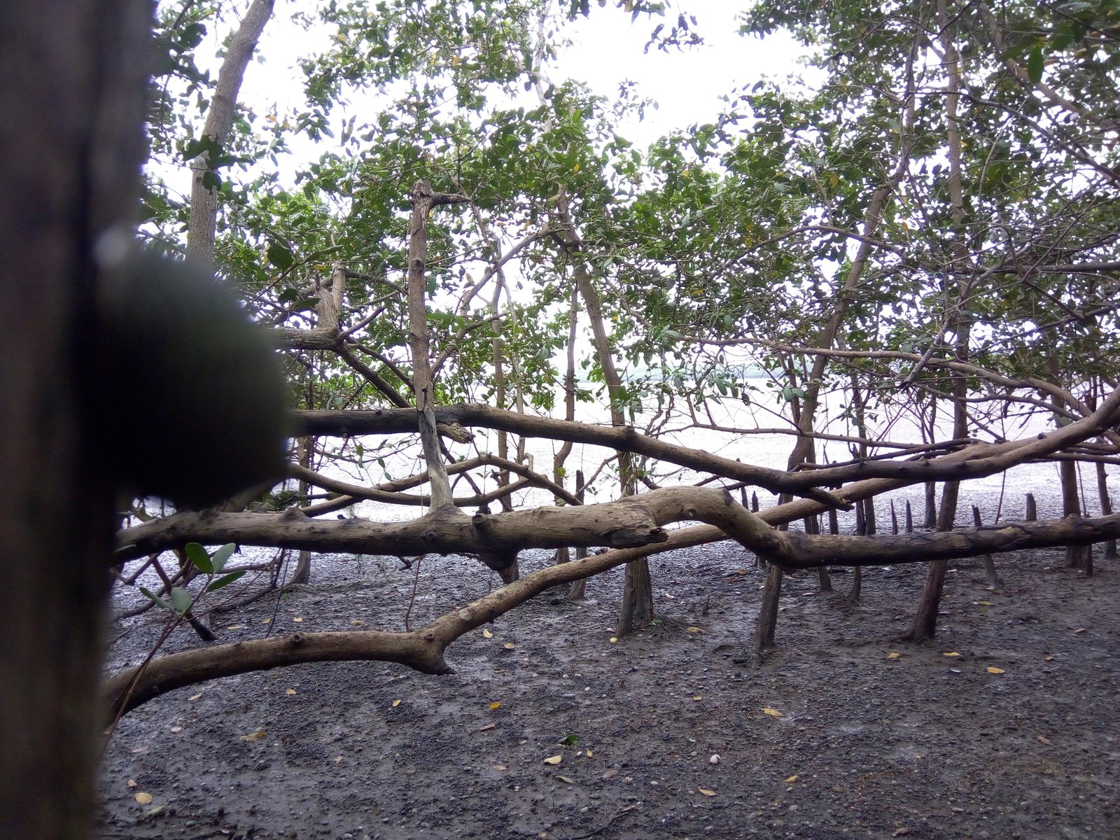 Manglares de Chamanga