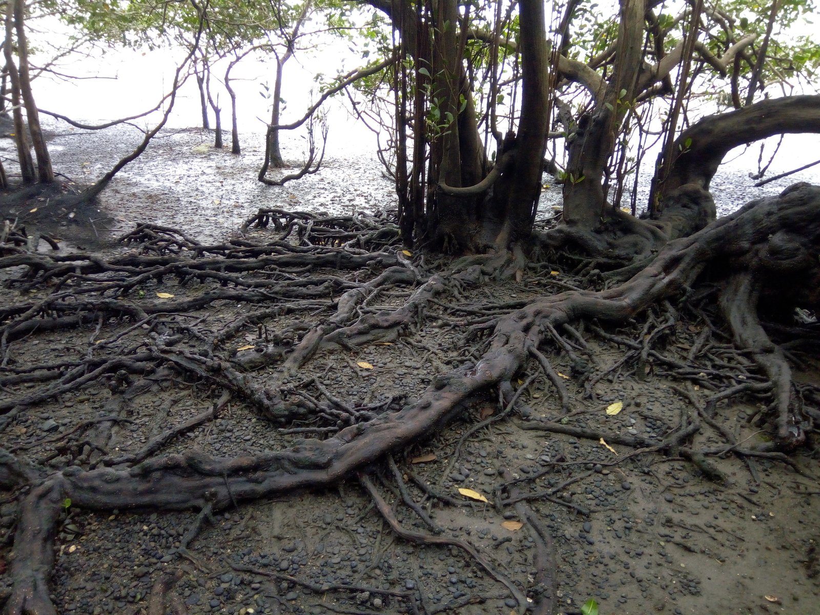 Manglares de Chamanga