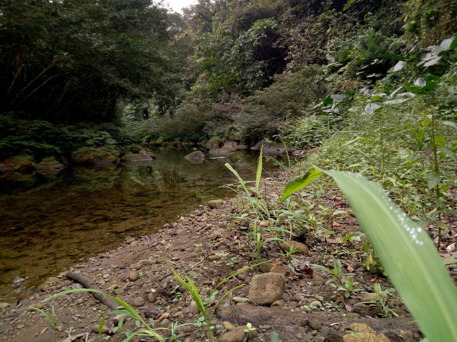 Senderos del Bosque Tropical